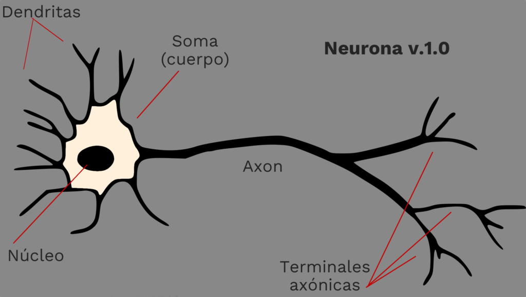 Neurona biológica. La neurona "1.0"